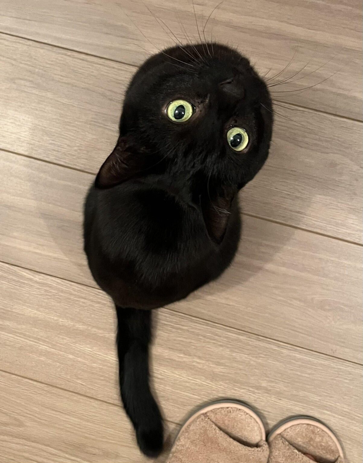 にゃーんちゃん
