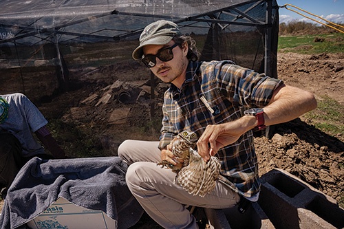 猛禽類保護団体「ワイルド・アット・ハート」のスタッフであるエリック・マリーが、人工巣穴のあるシェルターに移すアナホリフクロウの性別を確認する。同団体はフクロウを安全な場所に移住させる手法を開発した。(PHOTOGRAPH BY JACK DYKINGA)