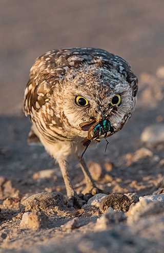 アナホリフクロウは朝と晩に最も活発に狩りをしてネズミを捕まえるが、日中にも、コガネムシをはじめとする昆虫を“おやつ”として食べる。(PHOTOGRAPH BY JACK DYKINGA)