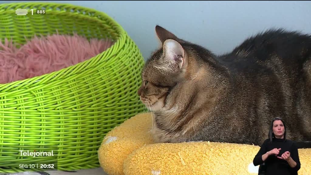 猫を養子にして殺した疑いのある若者