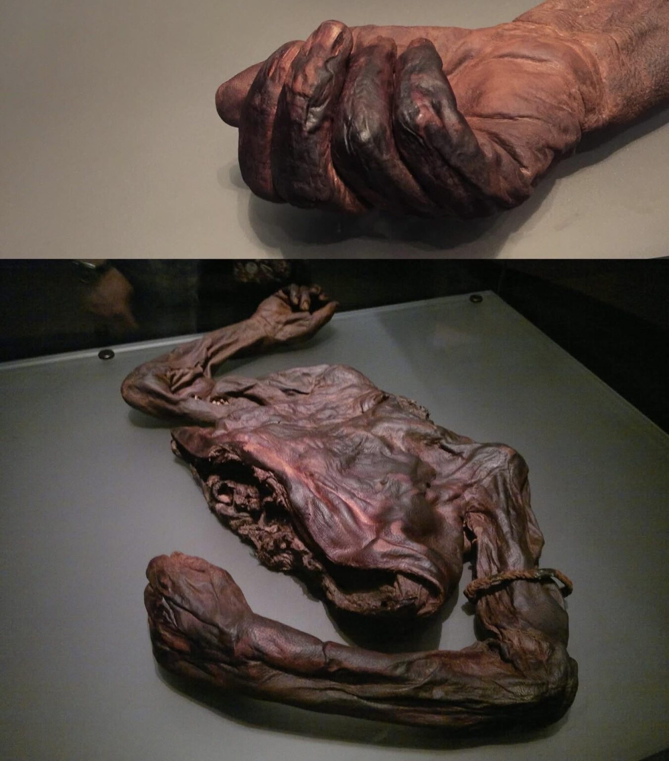 2、400年前の人間の胴体がアイルランドの沼地で発見されました。
