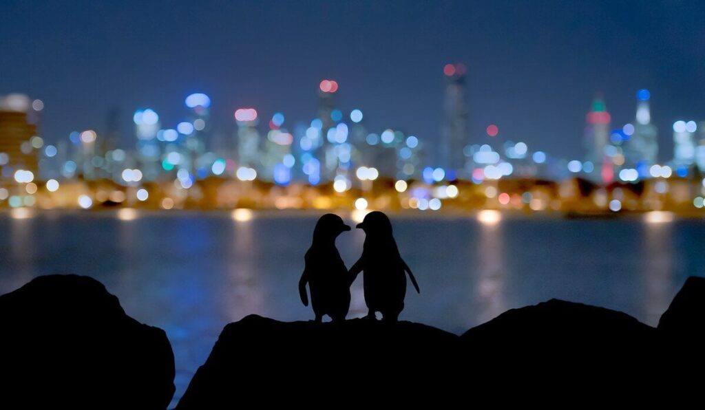 ペンギンの繁殖に最も影響する要因がなんと「離婚」、研究で判明