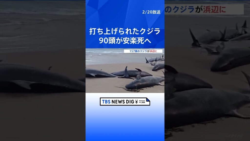 157頭のクジラ打ち上げられる　オーストラリアの浜辺　救助困難で安楽死へ｜TBS NEWS DIG #shorts