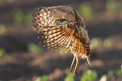 米国アリゾナ州のソノラ砂漠にある農場で、巣立ったばかりのアナホリフクロウの幼鳥が翼を広げて、飛ぶ練習をしていた。(PHOTOGRAPH BY JACK DYKINGA)