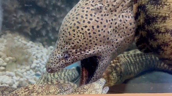 ウツボが「共食い」してると思ったら……？　飼育員さんでも理解不能な“謎行動”が63万表示の話題　「不思議ですね」