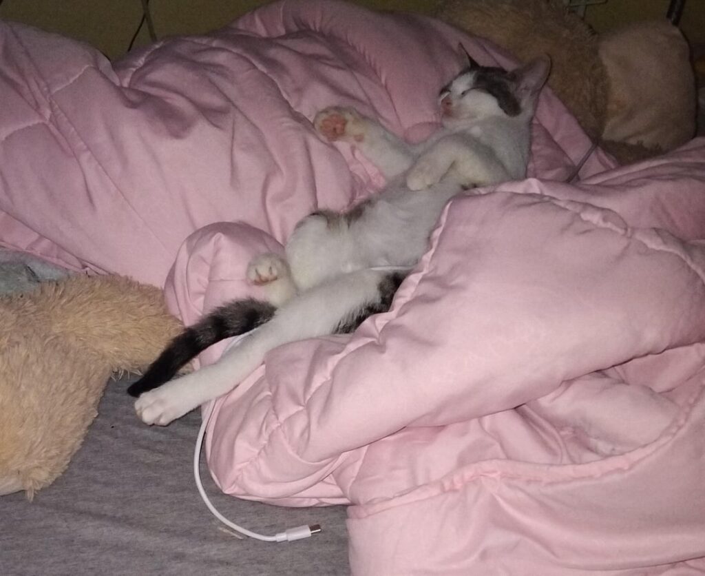 子猫を渡します！