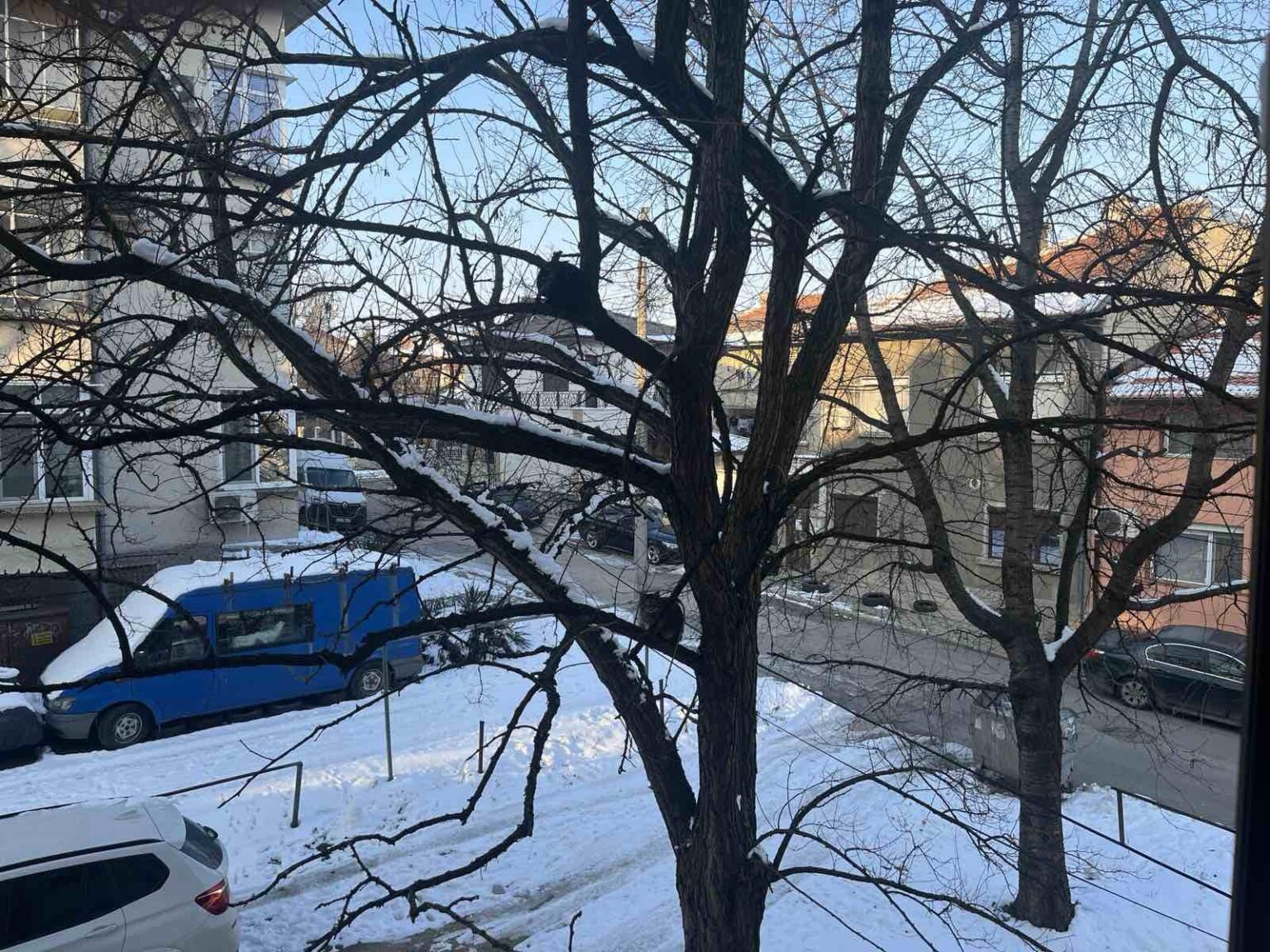 pleven ... cold ...猫...木の上...