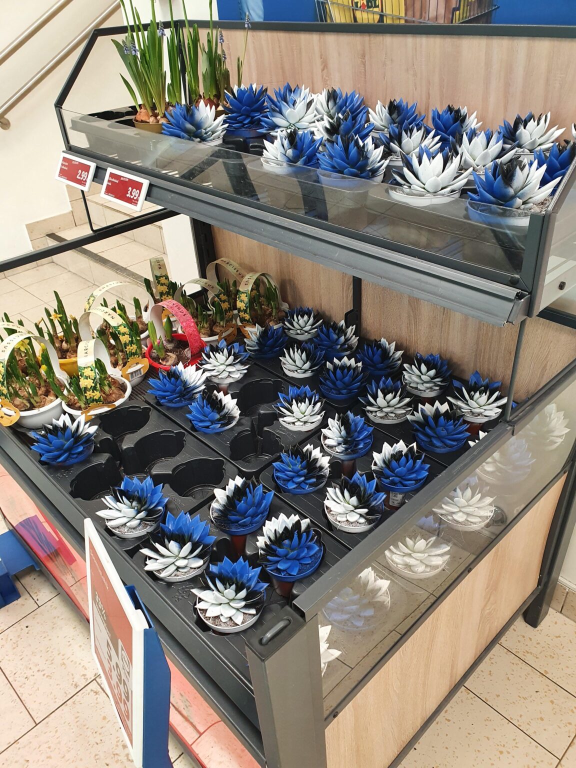 国家植物段階