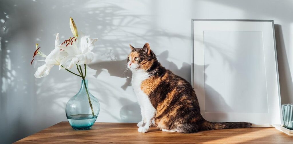ネコがいたらユリは飾らないで。洒落にならないことになるから｜ギズモード・ジャパン