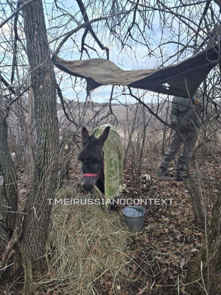ロシア軍にはますます多くのロバがいます。彼らがそれらに対処ケージの取り付けを開始するのはそう長くないでしょう