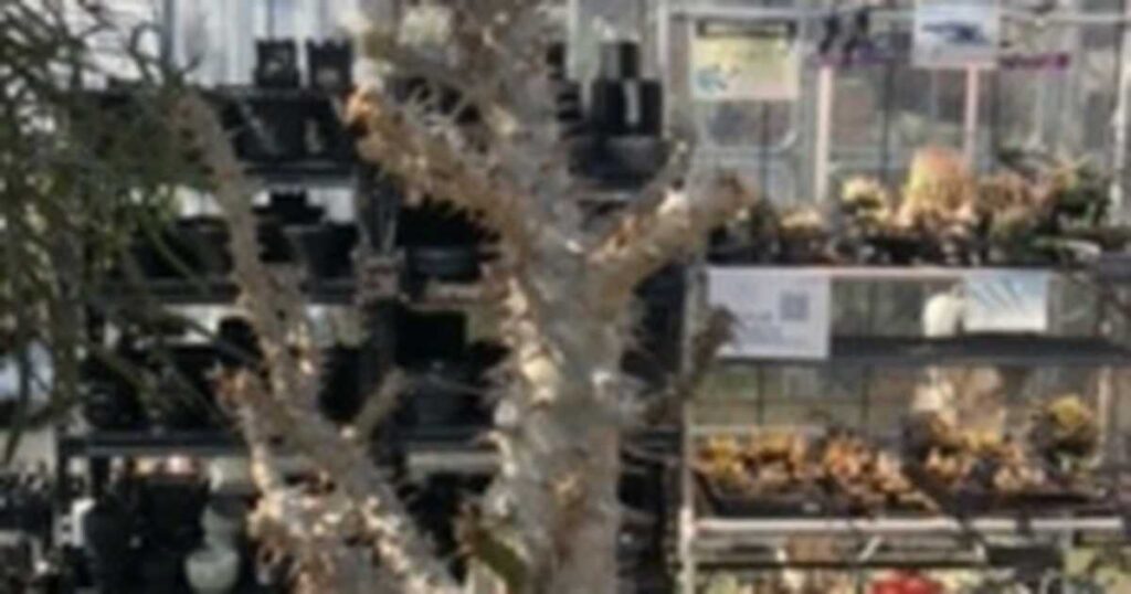 幻の希少植物アンボンゲンセ 一時盗難も防カメの男が自ら返却 価格38万円、高さ1M 埼玉県越谷市