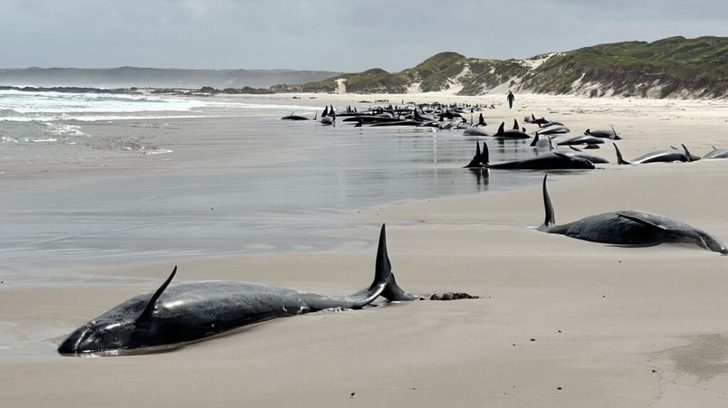 クジラ１５７頭が座礁、９０頭生存　豪 - CNN.co.jp
