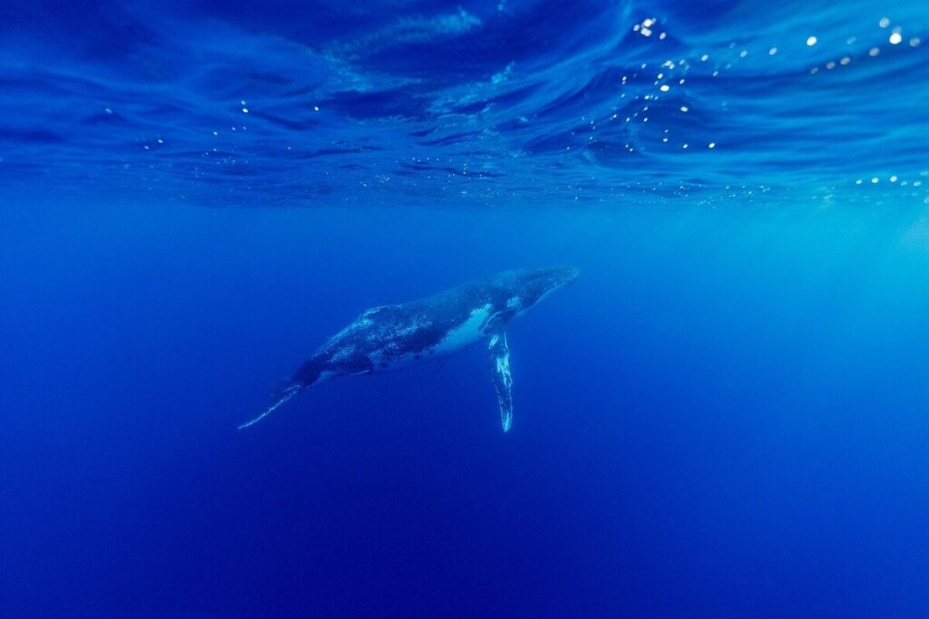 ザトウクジラの歌に人間の言葉に特有の「経験則」が、驚きの発見
