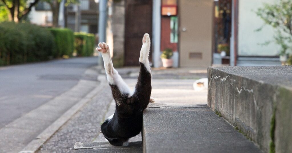 【猫なのに犬神家…ふふっ】猫本人も驚愕…！猫写真家が捉えた「階段から大胆に滑り落ちる猫」の決定的瞬間