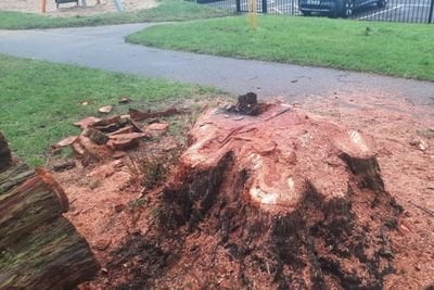 100年前の木の後に調査するガルダイは、キルデアパークで違法に伐採されました