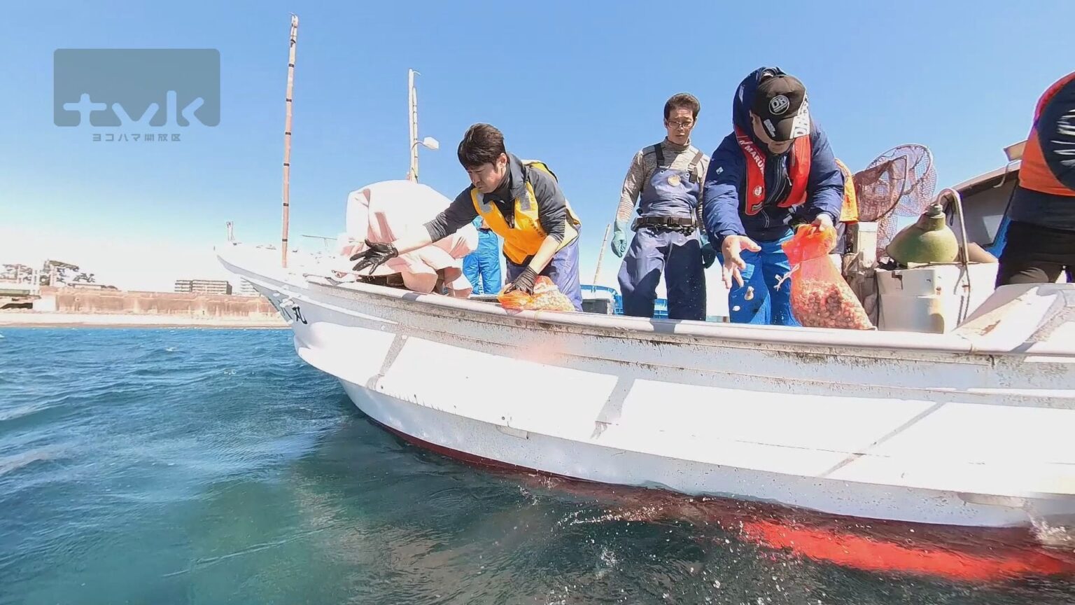黒岩知事の神奈川県の相模湾で、アワビにサザエの稚貝を放流。マキマキマキ～～～。ビチョォッ～～～～。ドボ～～～～～～～ン！！