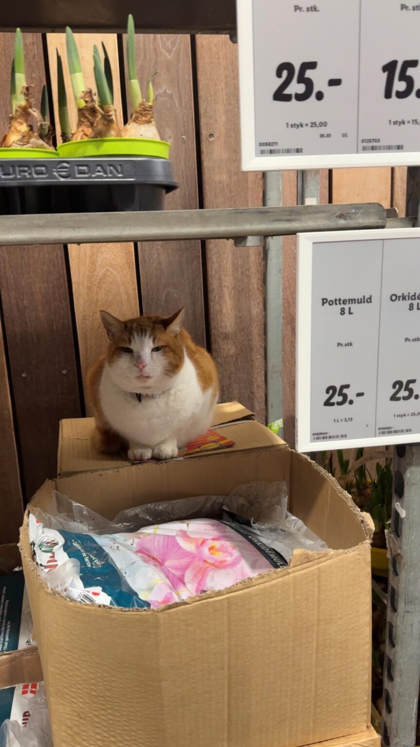 lidlマスコット？