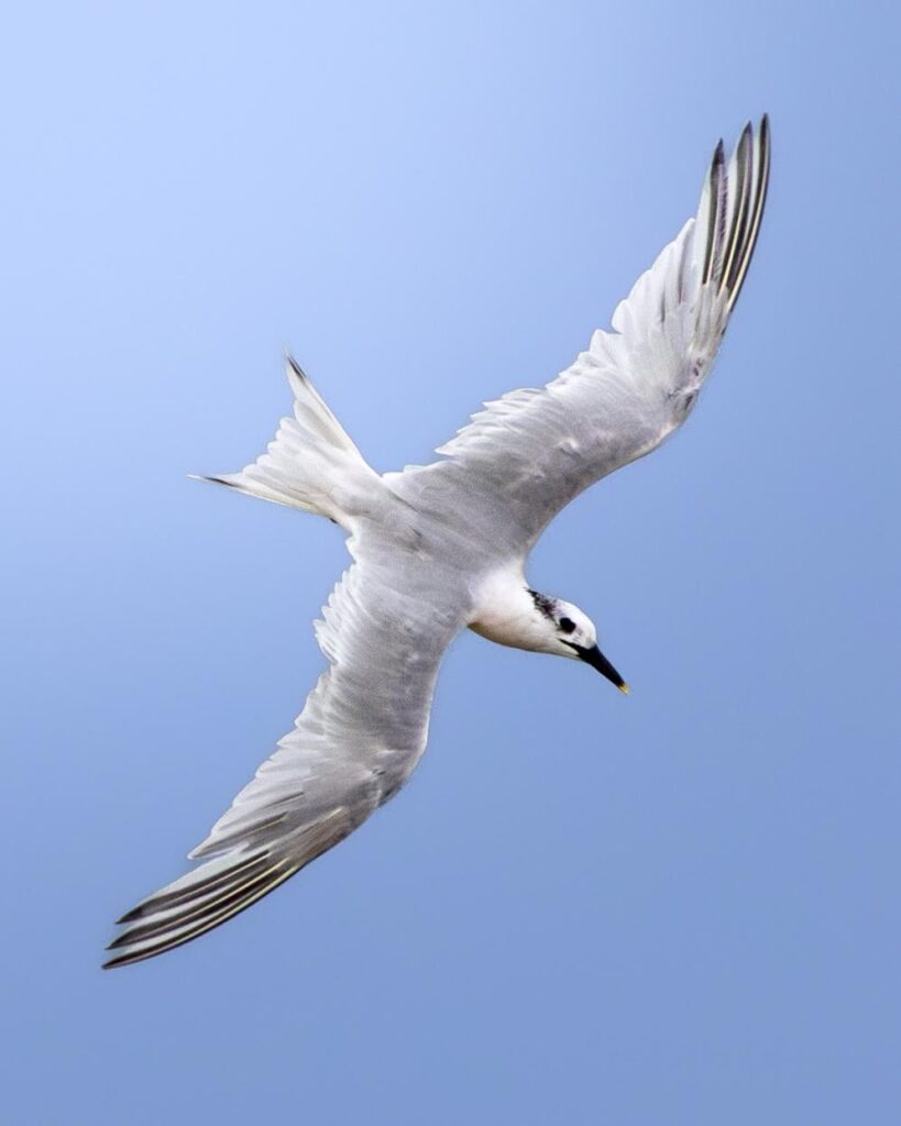 パティネグロ（Thalassus sandvicensis）en Santander、カンタブリア