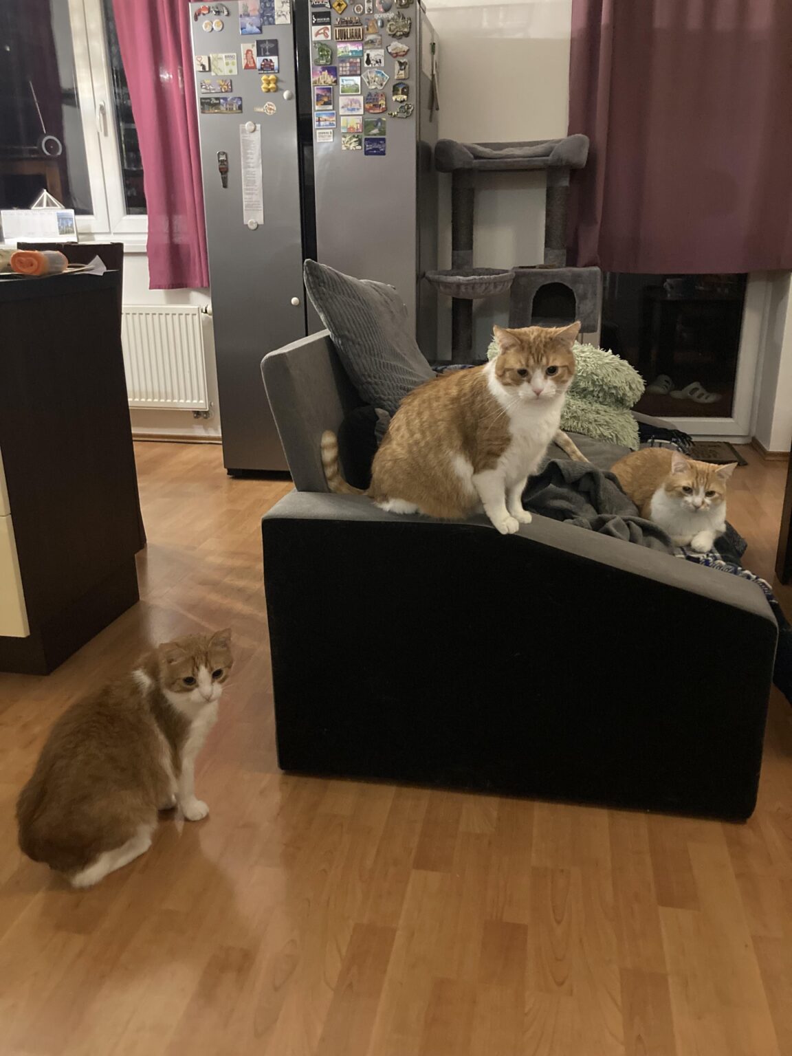今日、私は猫を愛する人は「バズ」であると一人の仲間のレディテーターで非難されました。だから私は私たちのバンドの写真を蹴り出して、あなたの仲間の「buzik」からの写真を待ちます:)女性の女性も貢献します。