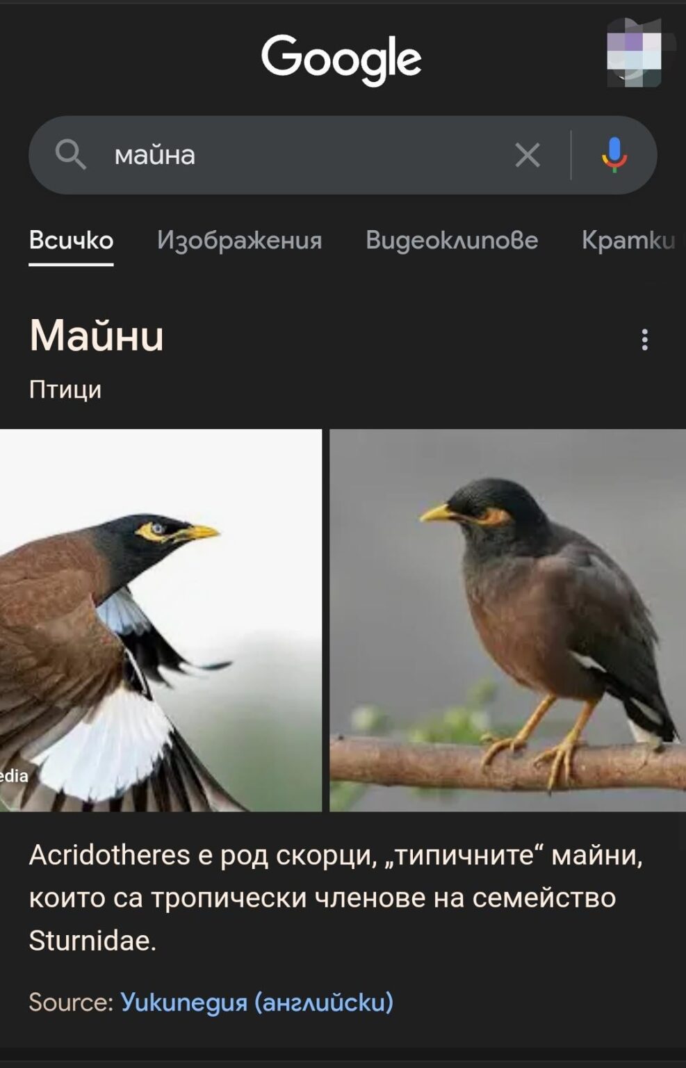 私はプロブディフの鳥を見つけました。