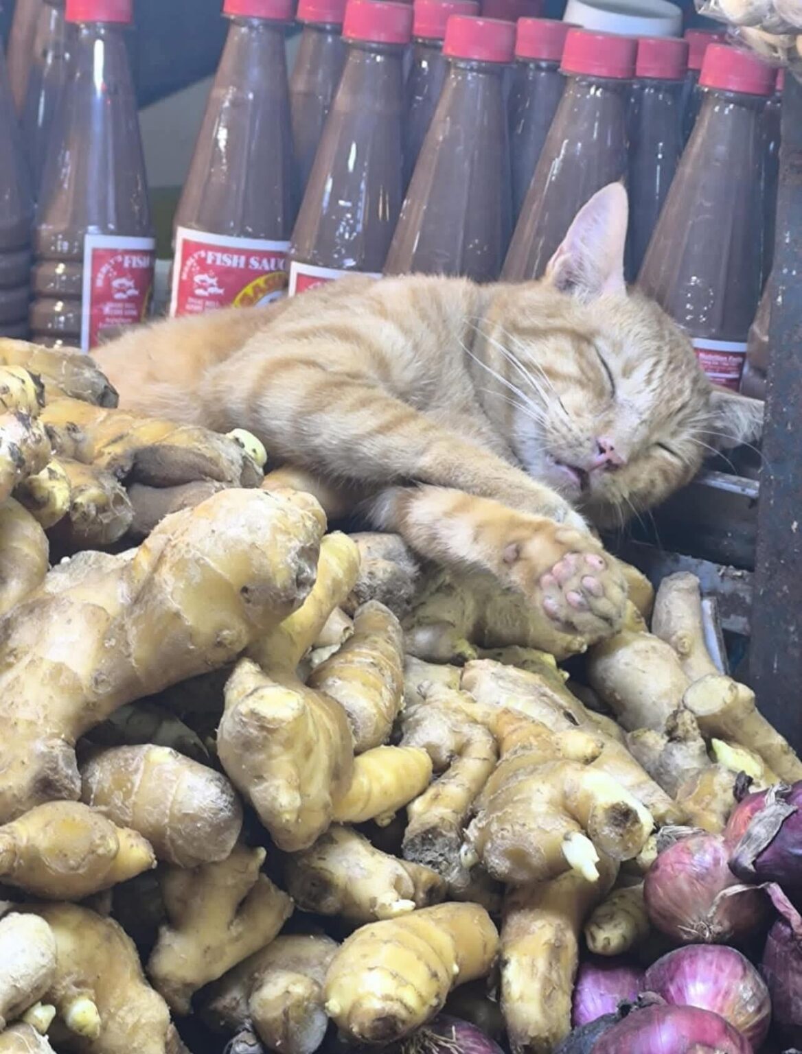 にゃーんちゃん