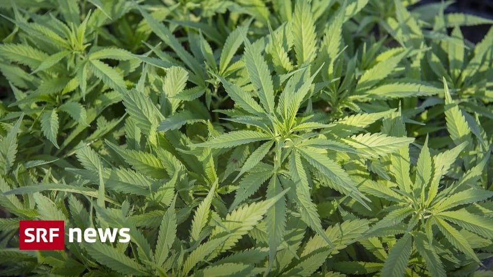 大麻消費のための新しい規則 - 全国評議会委員会は大麻の合法化を望んでいます