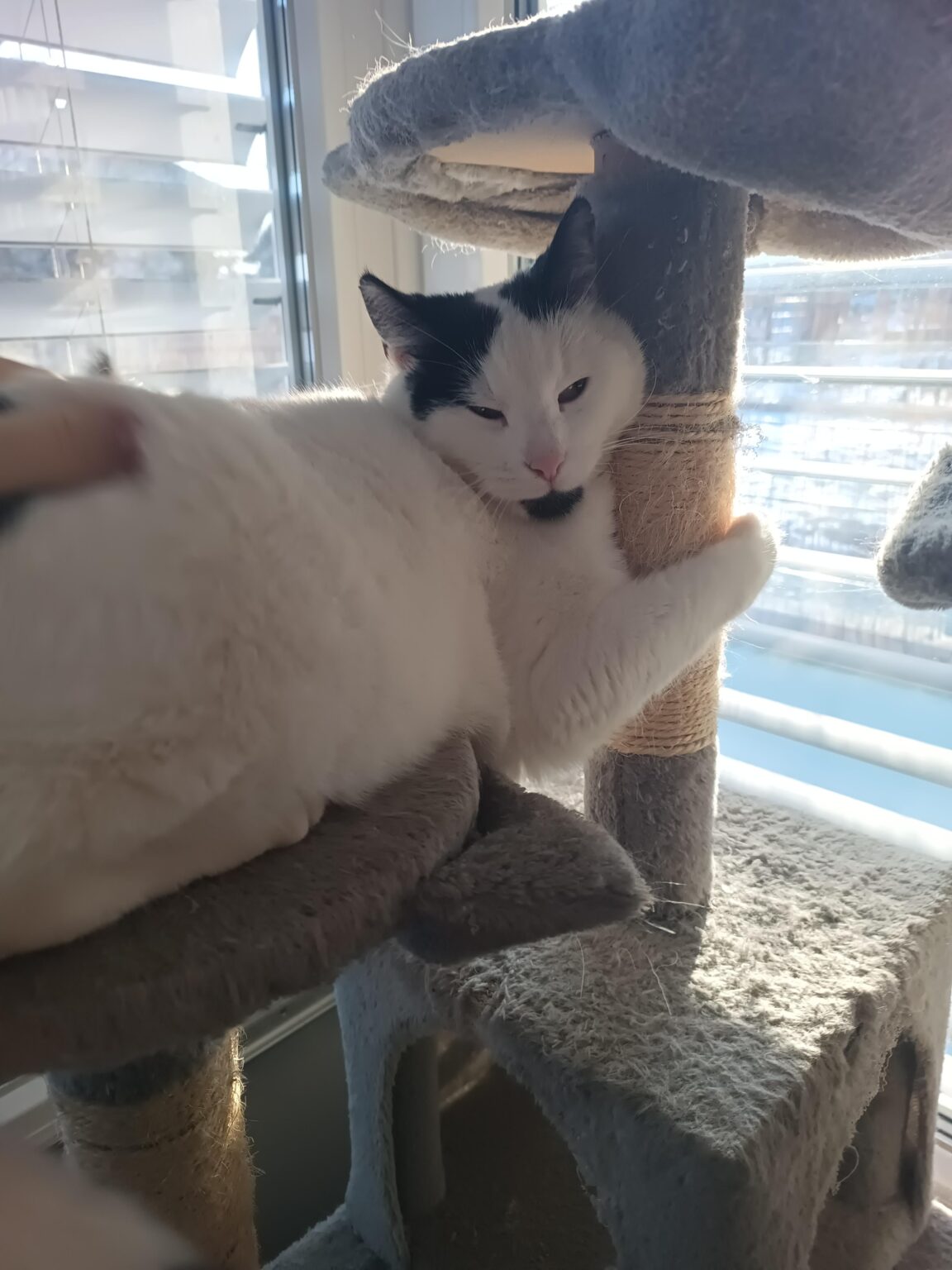 マチコボタ