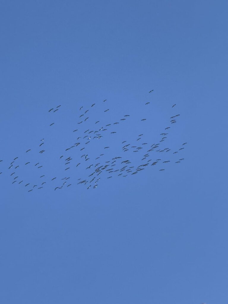 これらの鳥は何ですか？