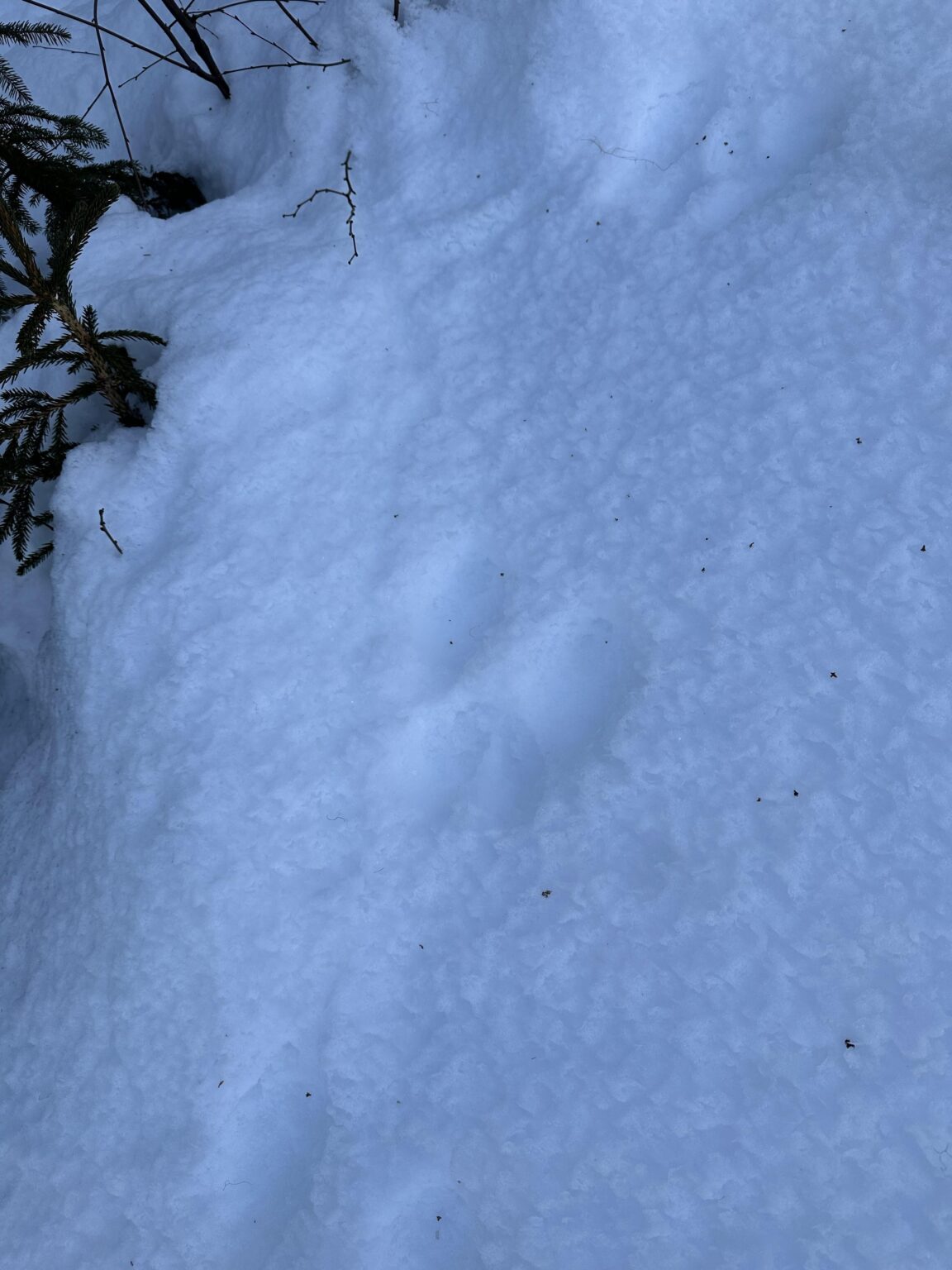 それはムーストラックですか？