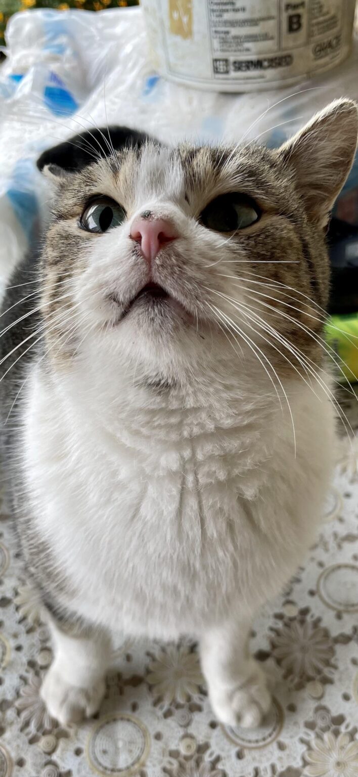 ボゴミルチョ