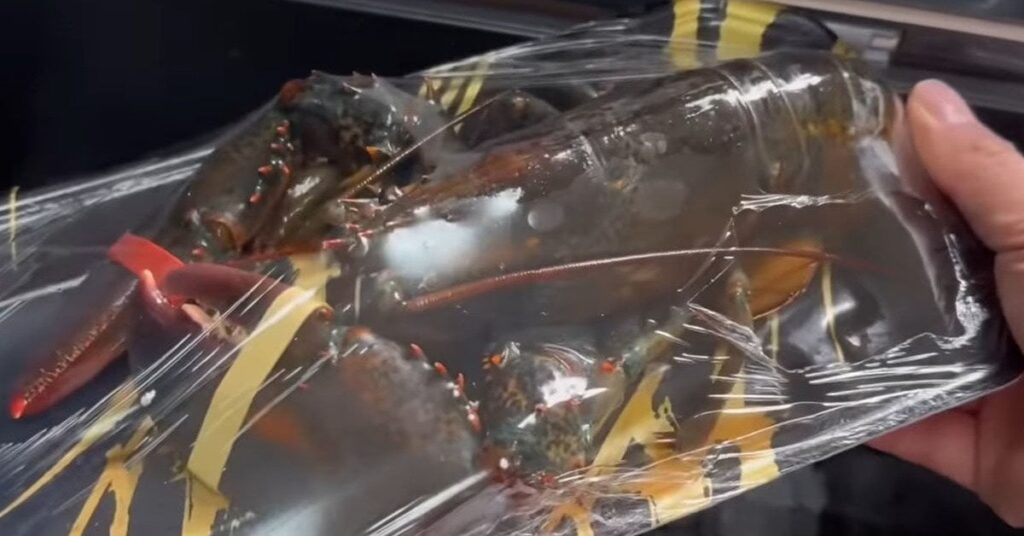 スーパーで買ったロブスターを、アワビと一緒に育てたら……　「スゴすぎ」「A子の料理ってどんなかな？」“予想外の展開”が150万再生「感動しました」「ニュルニュル～～～。ビチョォッ～～～～。ドキュ～～～～～～～ン！！」