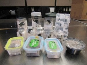 ロサンゼルス国際空港にて、日本から発送されたポテトチップスやチョコレートなどの菓子の中から昆虫がいっぱいみつかる