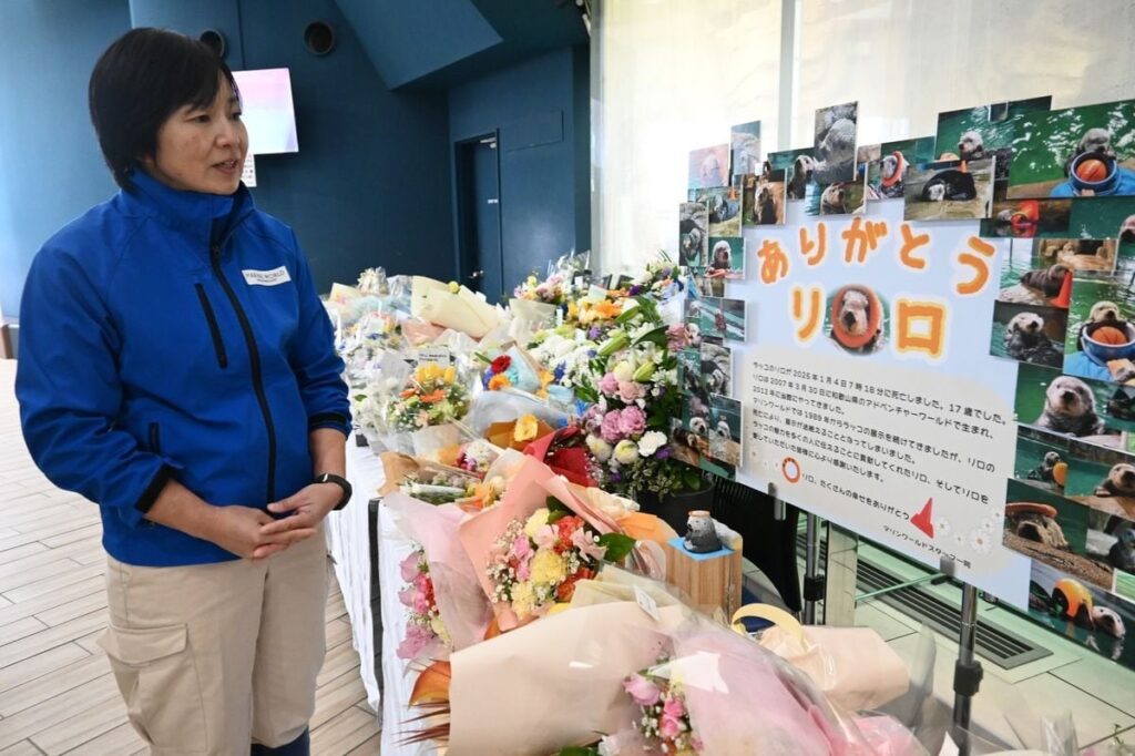日本の水族館からラッコが消える日　122頭から現存は雌2頭のみ、繁殖できず輸入も困難
