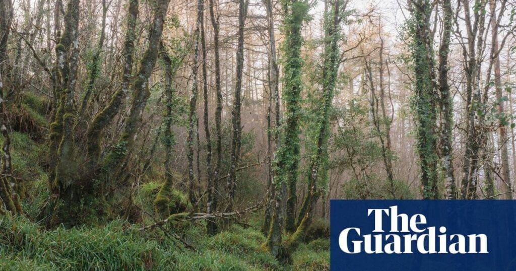 古代アイルランドの熱帯雨林の最後の断片は、新しい脅威に直面するかもしれません…木