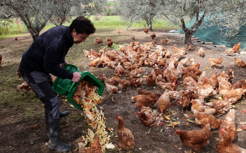 引退した鶏は、キプロスオリーブの木立を活性化します