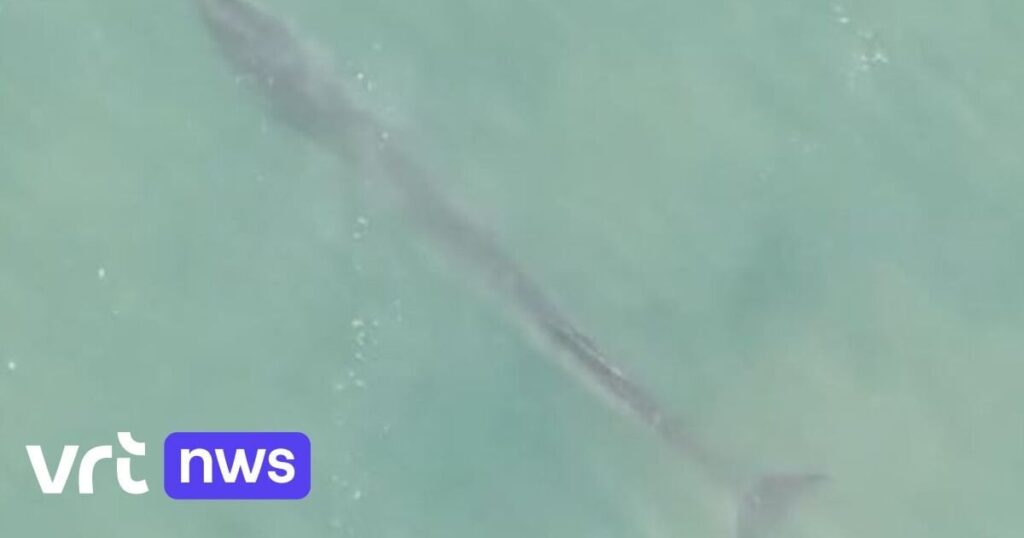 ベルギーの海域で初めて斑点のある普通のクジラ