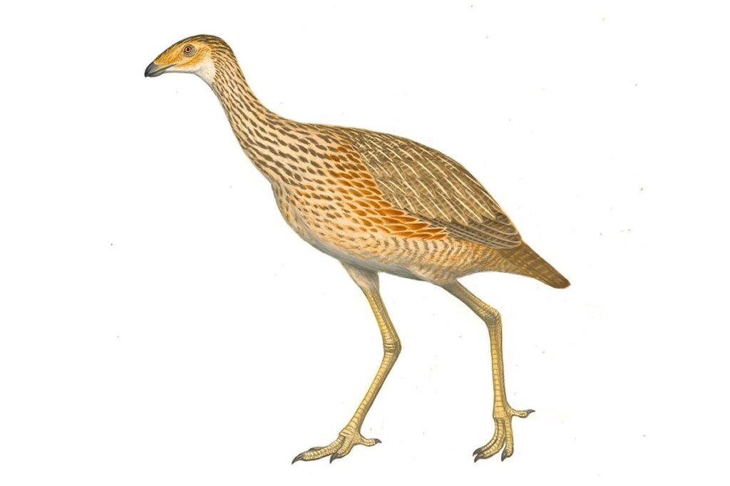 鳥が恐竜の一部なら、どこからを鳥と呼べば良いのか