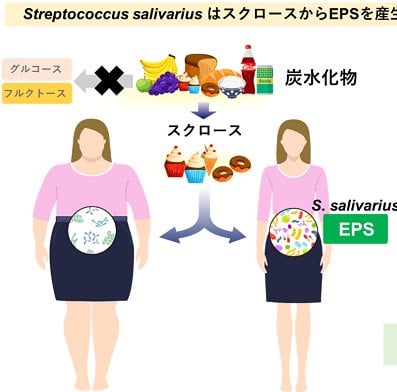 〔2025年1月31日リリース〕甘いもの好きの人の肥満を抑える腸内細菌の発見 ～肥満や糖尿病などの代謝性疾患予防・治療法の開発応用に期待～ | 2024年度 プレスリリース一覧 | プレスリリース | 広報・社会連携 | 大学案内 | 国立大学法人 東京農工大学