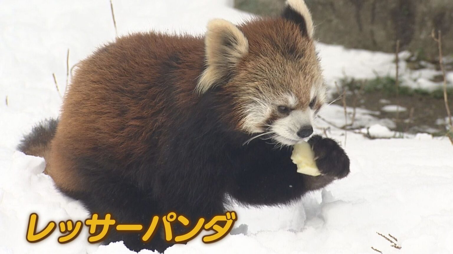 「積雪で観光客困惑も…動物たちは大はしゃぎ」 三連休最終日は宮島・平和公園・動物園も雪化粧 ”レッサーパンダ”が新雪に大喜び 好物のりんご食べながら可愛くカメラ目線も 広島