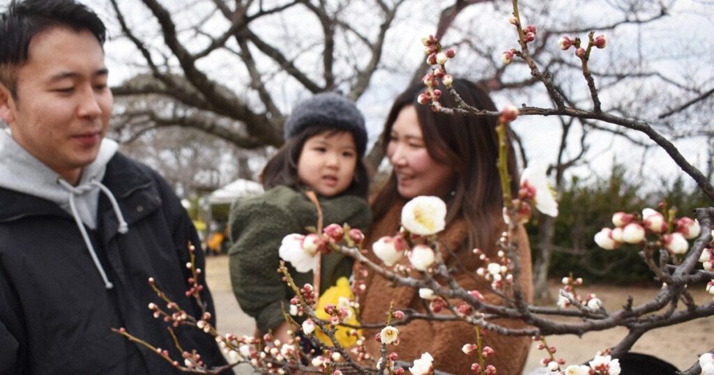 梅の花ほころぶ 寒波で遅れ、見ごろはこれから 福岡・舞鶴公園