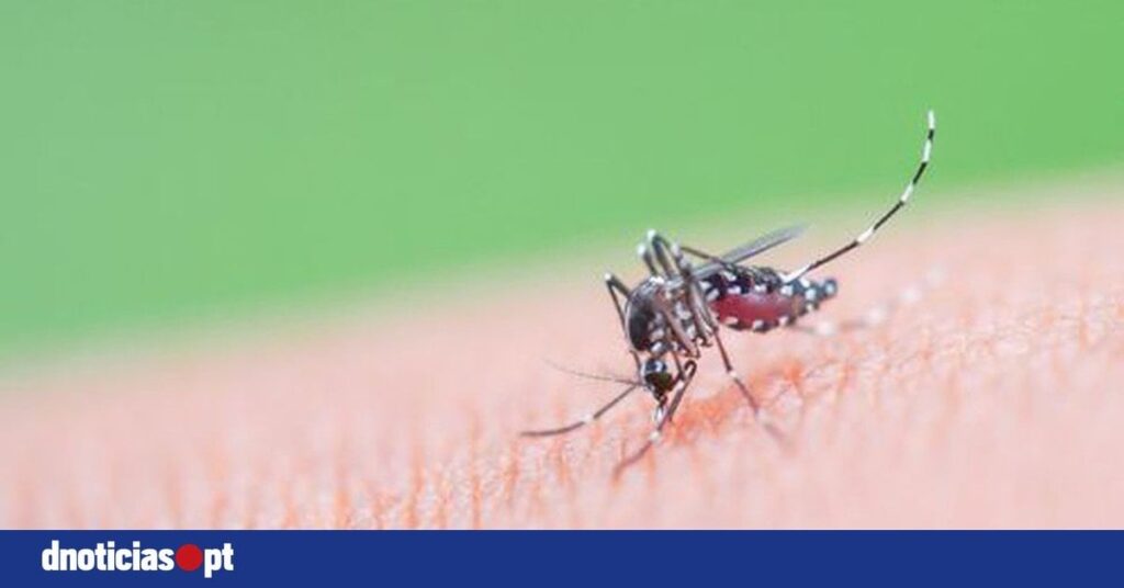 マデイラのデング熱の2つの症例が特定されました