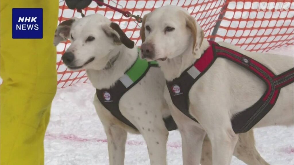 北海道 稚内 犬ぞりレースの全国大会 ことし2年ぶりに開催