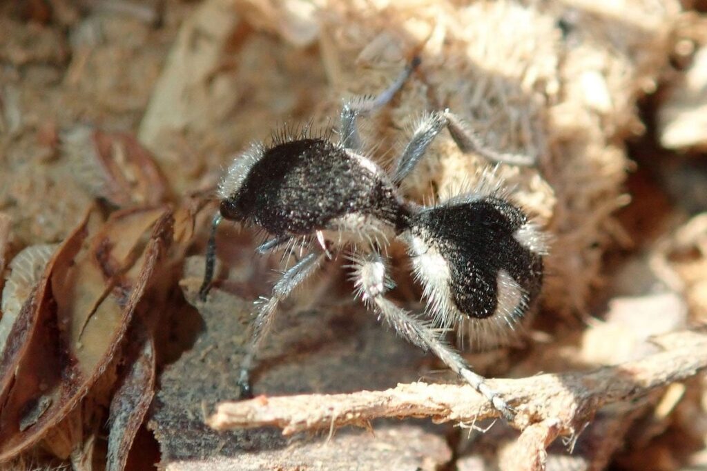 黒より黒い「超黒」をまとったハチが見つかる、異名は“ウシ殺し”