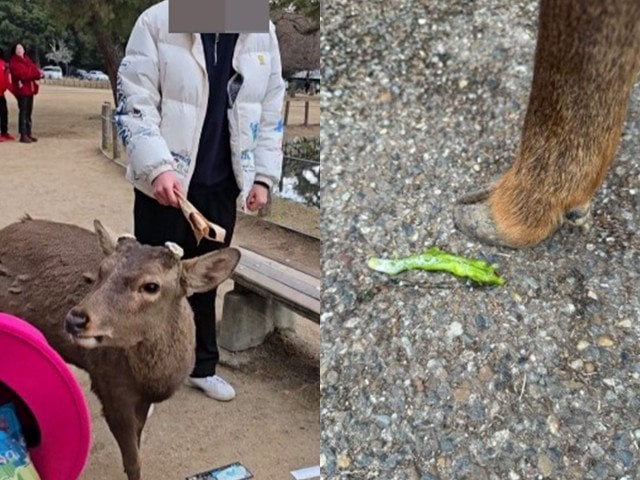 へずまりゅう「奈良公園で鹿に唐辛子を上げてた韓国人を撃退しました！！」→デマでした