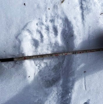 【寝てないからつれーわー】ヒグマ、早くも目覚める…か？