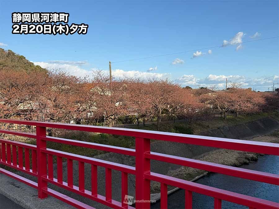 伊豆 河津桜がまだ見頃にならず 昨年より2週間遅れか 桜まつりは延長