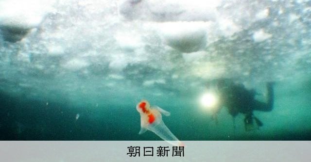 流氷ダイビングの61歳女性、おぼれて救急搬送 北海道・知床半島