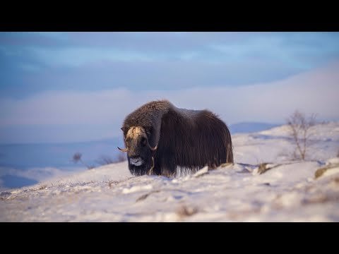DovrefjellのMuskox