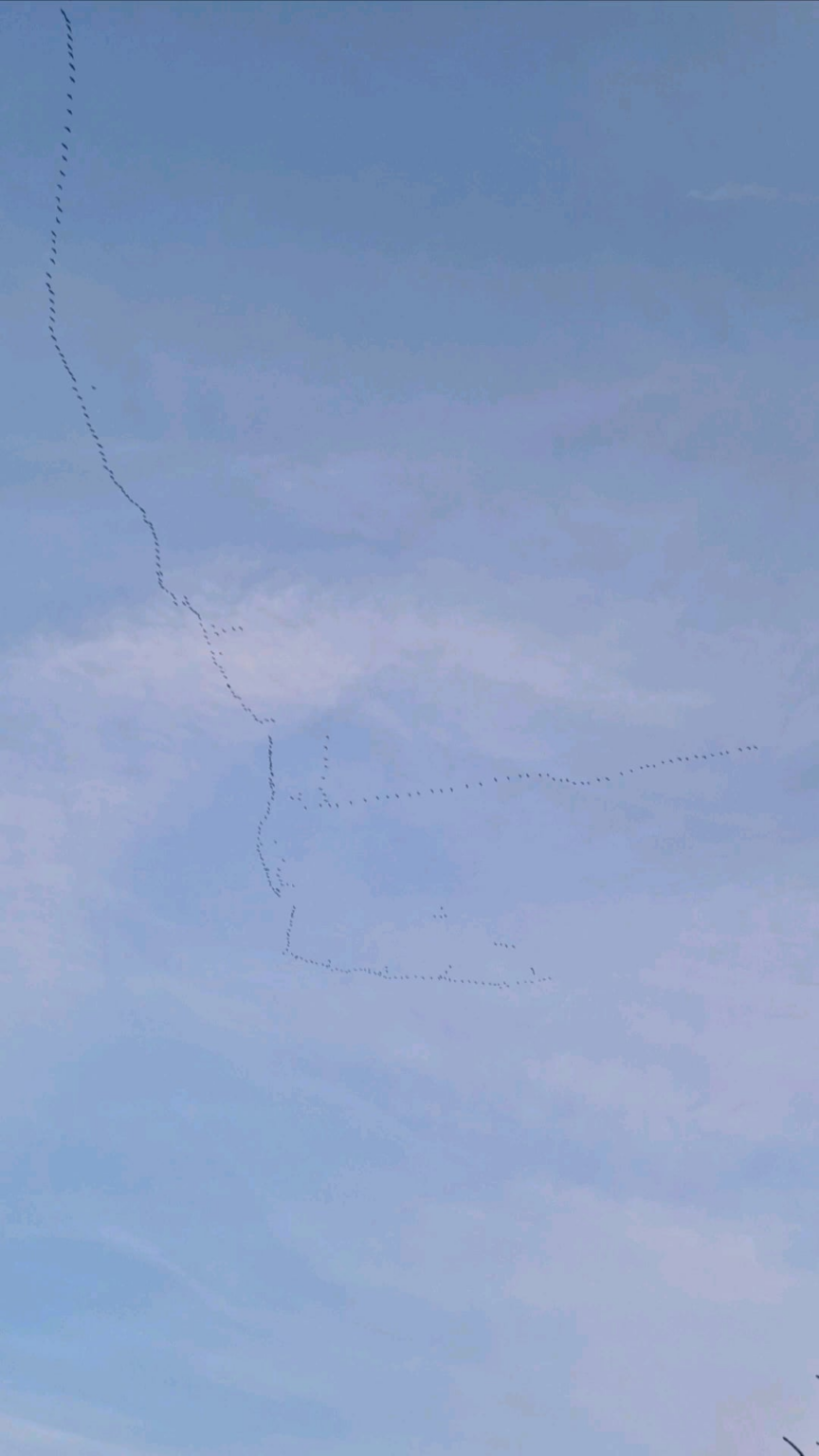 家の上を飛んでいる恐竜