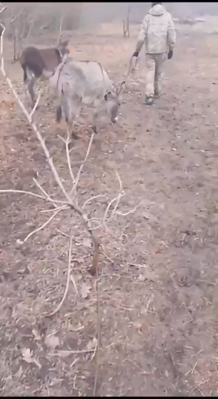 ロシアの兵士はロバを歩きます